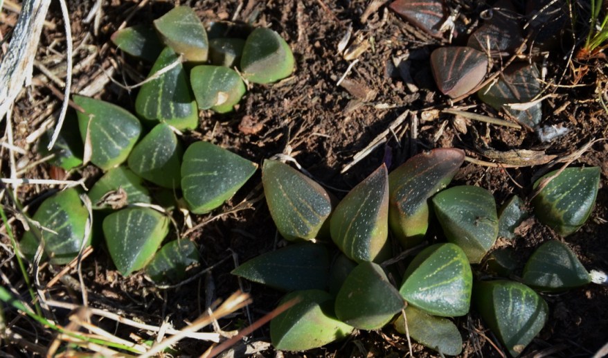 S2799 - Haworthia pygmaea