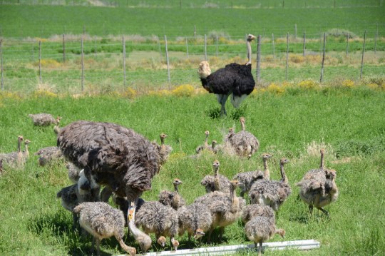 S2801 - Ostriches
