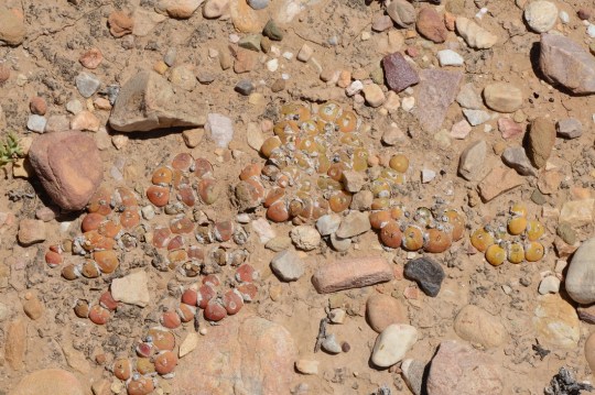 S2802 - Gibbaeum nuciforme (G. cryptopodium)