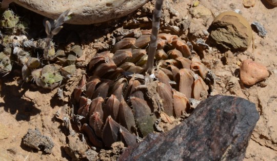 S2802 - Haworthia arachnoidea var nigricans sensu Bayer - Haworthia scottii sensu Breuer