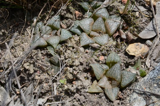 S2809 - Haworthia magnifica ssp splendens