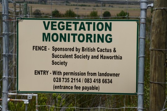 S2809 - Haworthia magnifica ssp splendens reserve