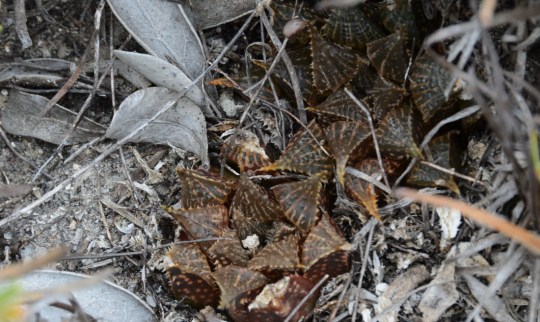 S2812 - Haworthia paradoxa