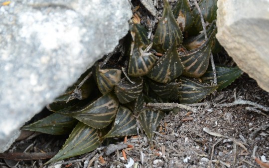 S2812 - Haworthia paradoxa