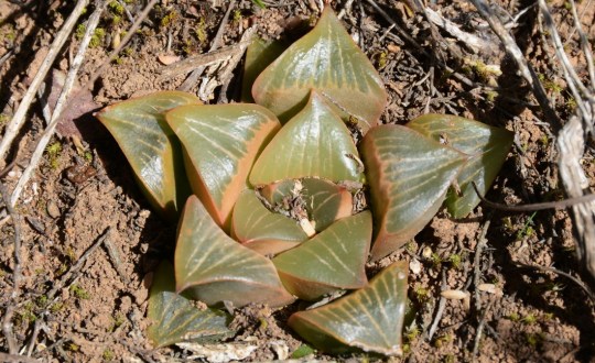 S2813 - Haworthia retusa 