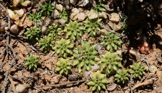 S2815 - Euphorbia susannae