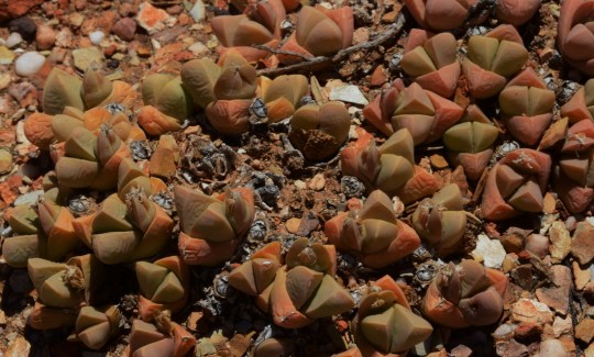 S2815 - Gibbaeum petrense