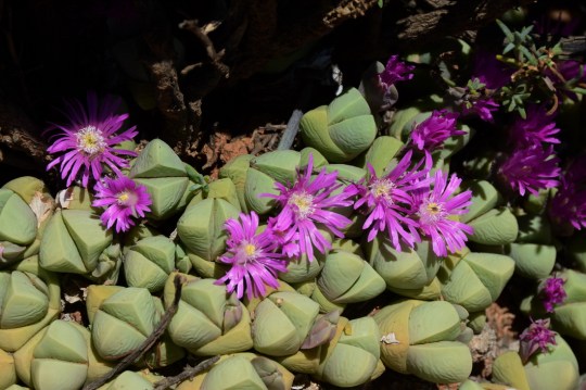S2816 - Gibbaeum petrense