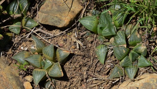 S2819 - Haworthia magnifica