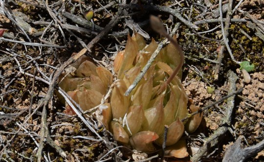 S2821 - Haworthia mucronata