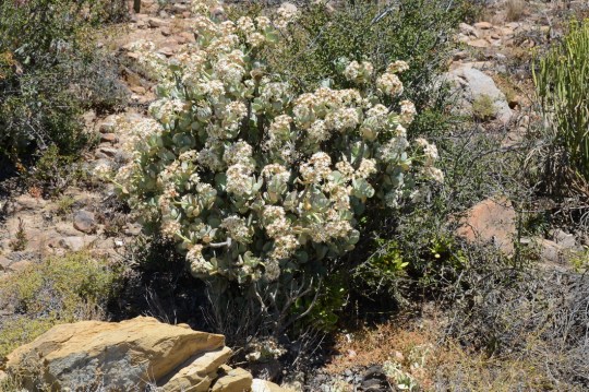 S2822 - Crassula arborescens