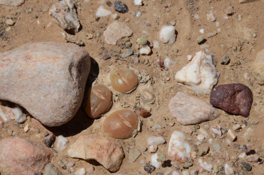 S2823 - Gibbaeum nuciforme (G cryptopodium)