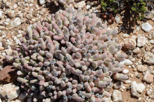 S2823 - Gibbaeum pubescens
