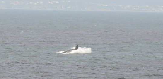 S2830 - whale waving