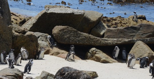 S2831 - Sphenisus demersus - African penguins
