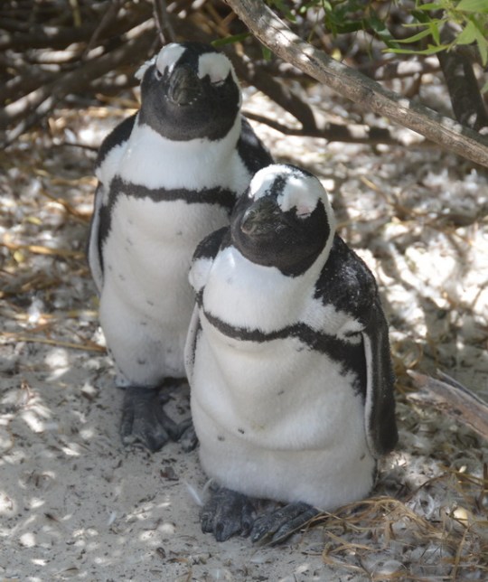S2831 - Sphenisus demersus - African penguins