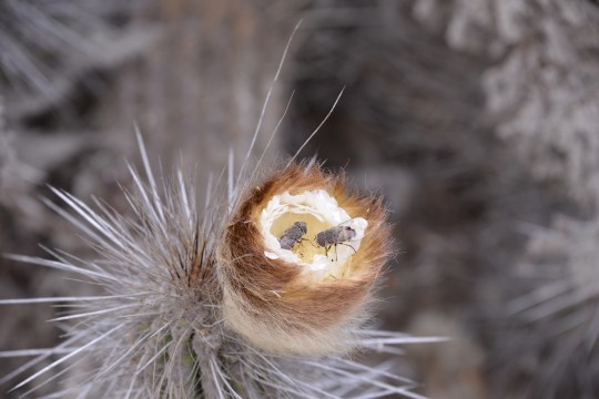 Eulychnia breviflora with pollinators