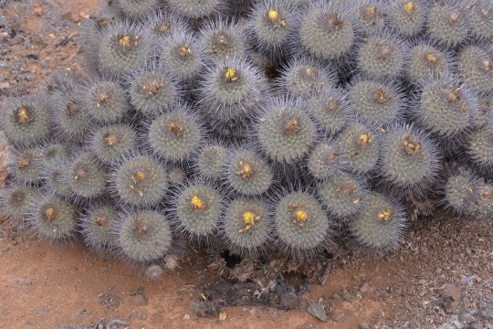 Copiapoa dealbata