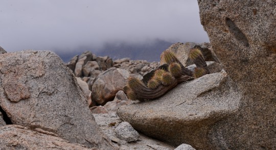 Copiapoa calderana - Ritter's var. spinosior