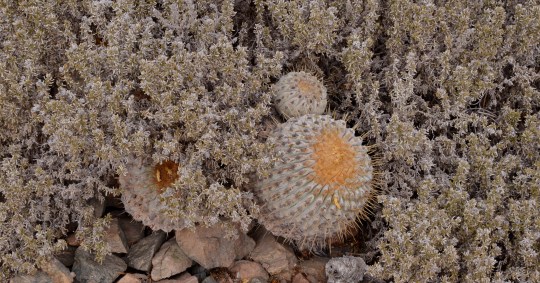 Copiapoa cinerea ssp haseltoniana