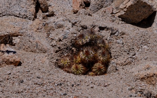 Copiapoa ahremephiana - one clump, one species, two 'faces'