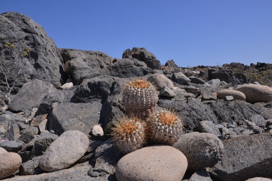 Copiapoa cinerea ssp haseltoniana along R1