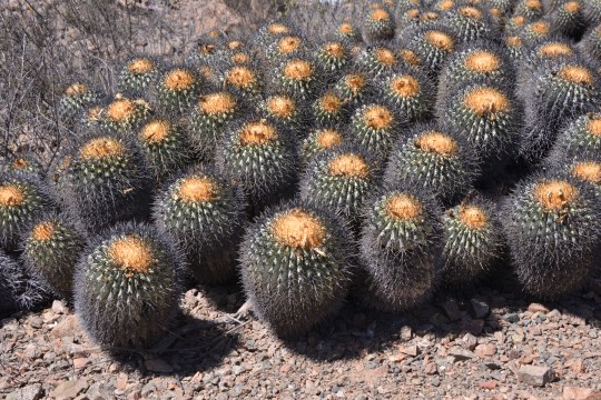 Copiapoa cinerea ssp haseltoniana (= C. eremophila) on the edge of the Desert, east of Paposo at 850 m altitude.