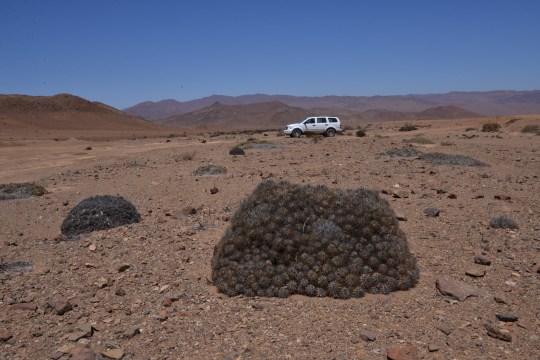 Copiapoa taltalensis ssp desertorum