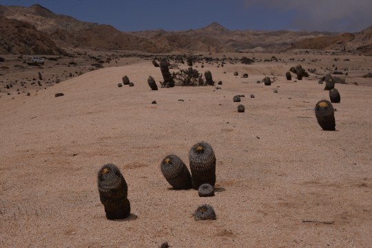 Copiapoa cinerea ssp columna-alba