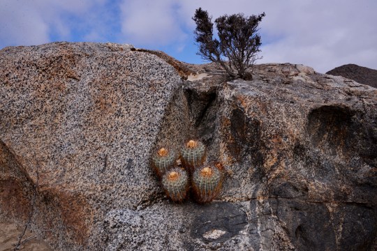 Copiapoa calderana
