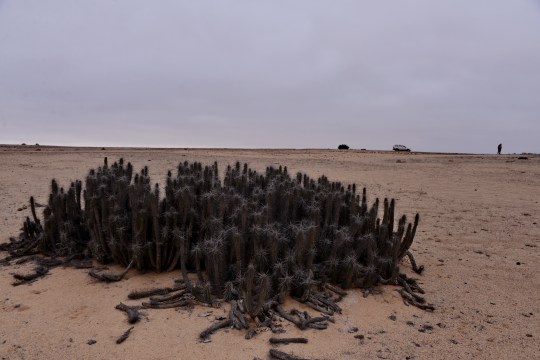 Eulychnia breviflora