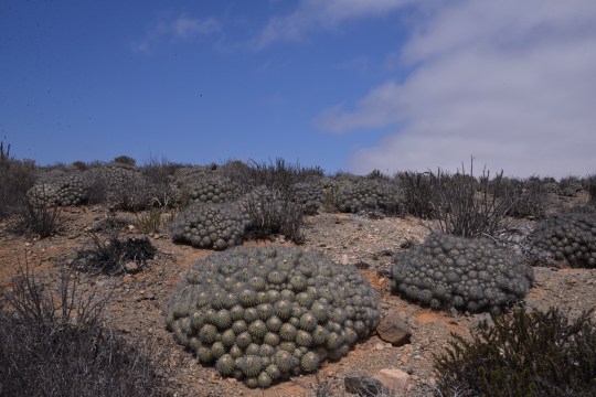 Copiapoa dealbata