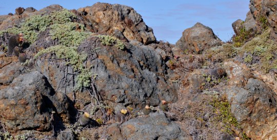 Eriosyce chilensis on the rocks at Pichidangui