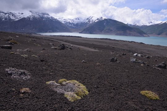 One of the southern-most Chilean cacti: Maihuenia poeppigii