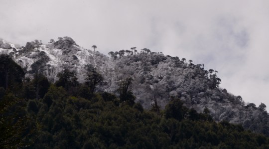 Auracaria in the snow