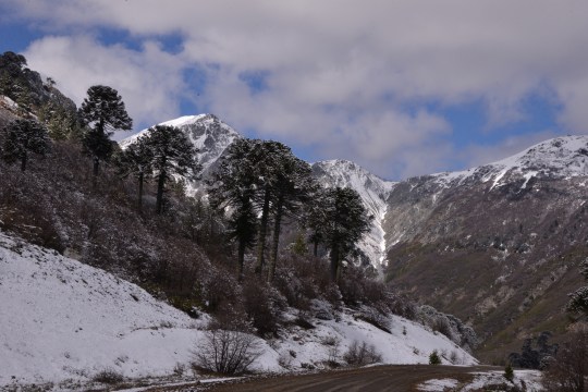 More Araucaria and snow, but no cacti!