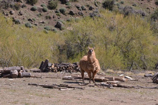Another reminder of our altitude - llama.