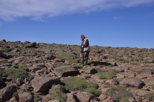 Angie in the field - with Llareta - Azorella compacta? Unlikely, at 1,400 m altitude (too low)