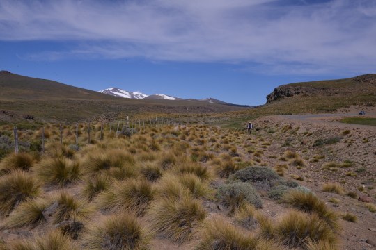 Grass-scape - and not a grazing animal in sight.