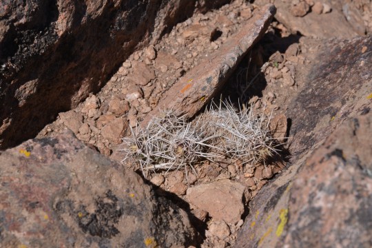 Austrocactus bertinii