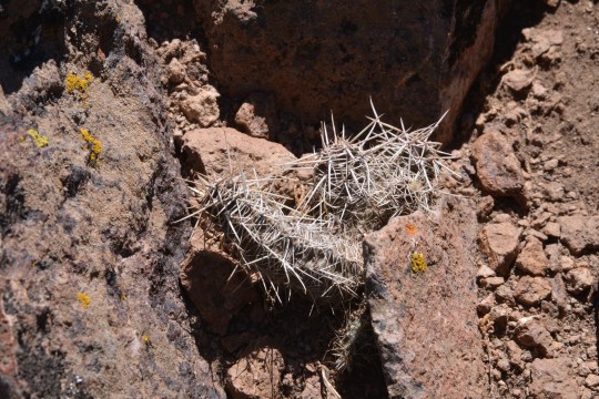 On this trip in Patagonia - if you see a cactus - photograph it!