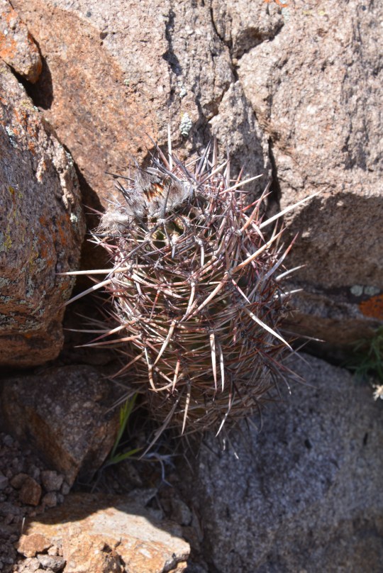 Austrocactus bertinii