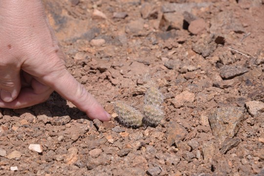 Pterocactus sp - two plants? more likely two stems from a single tuber