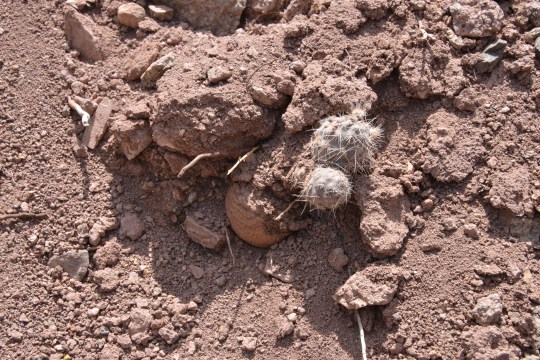 Pterocactus sp. showing off its underground tuber