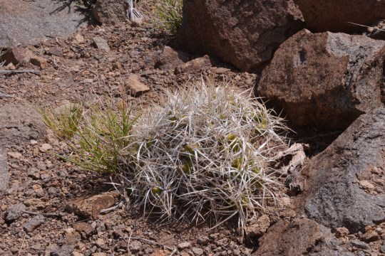 Maihueniopsis glomerata subs. hypogaea 