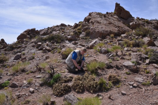 Angie and Mahuenia patagonica