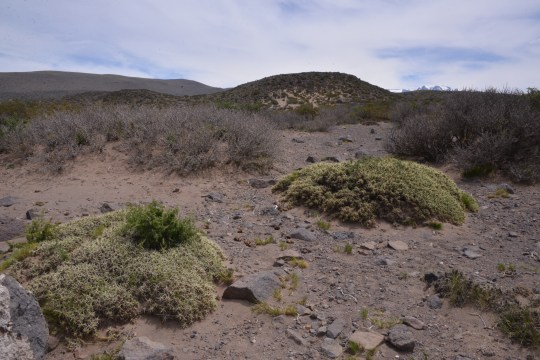 Maihuenia patagonica mounds (S2875)