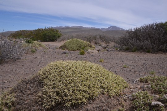 More Maihuenia patagonica mounds