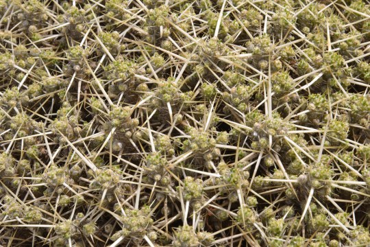 Maihuenia patagonica close up