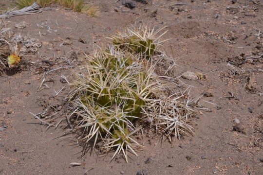 Maihueniopsis glomerata ssp hypogaea